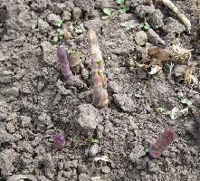 Asparagus beginning to emerge from the soil